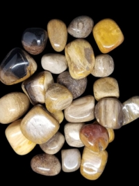 Petrified Wood, tumbled