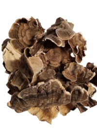 Turkey Tail Mushroom