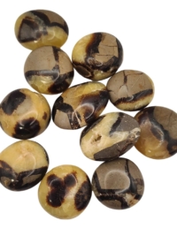 Septarian Palm Stone