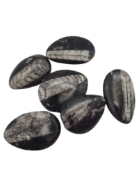 Orthoceras, Mini